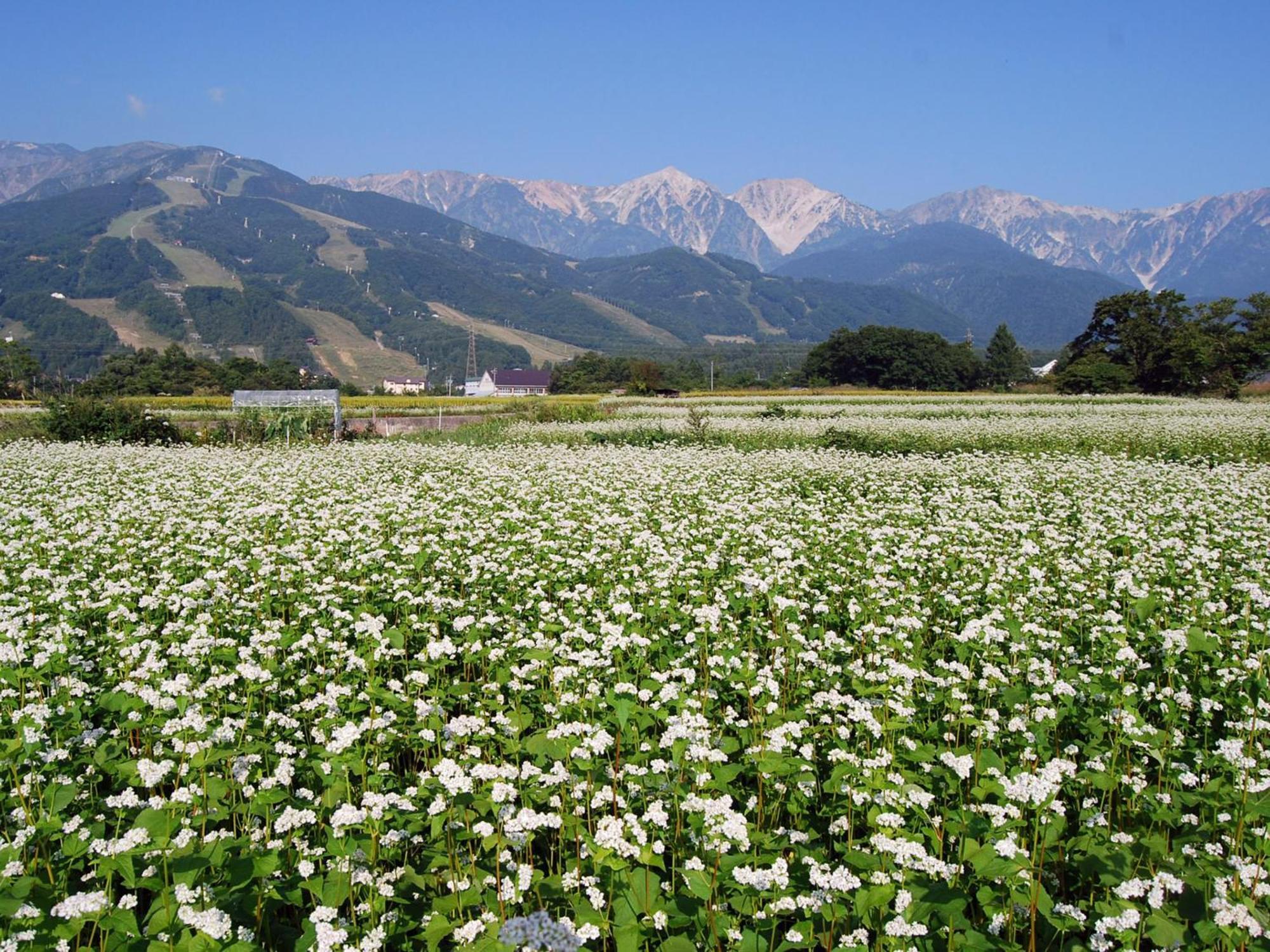 Kudo'S Lodge Hakuba Exterior foto
